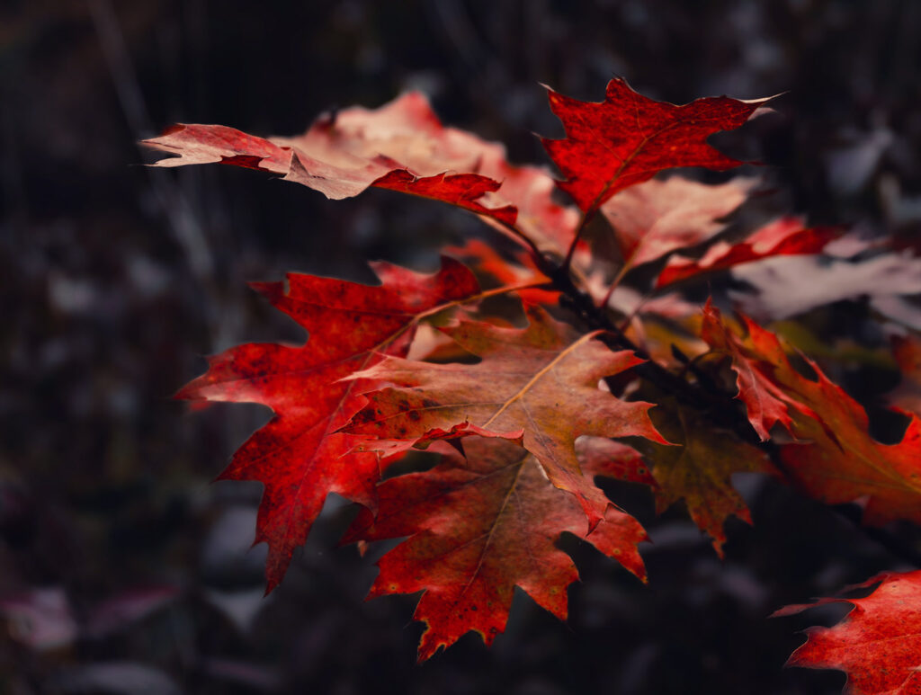 Fall Oak, Dupont State Forest, NC