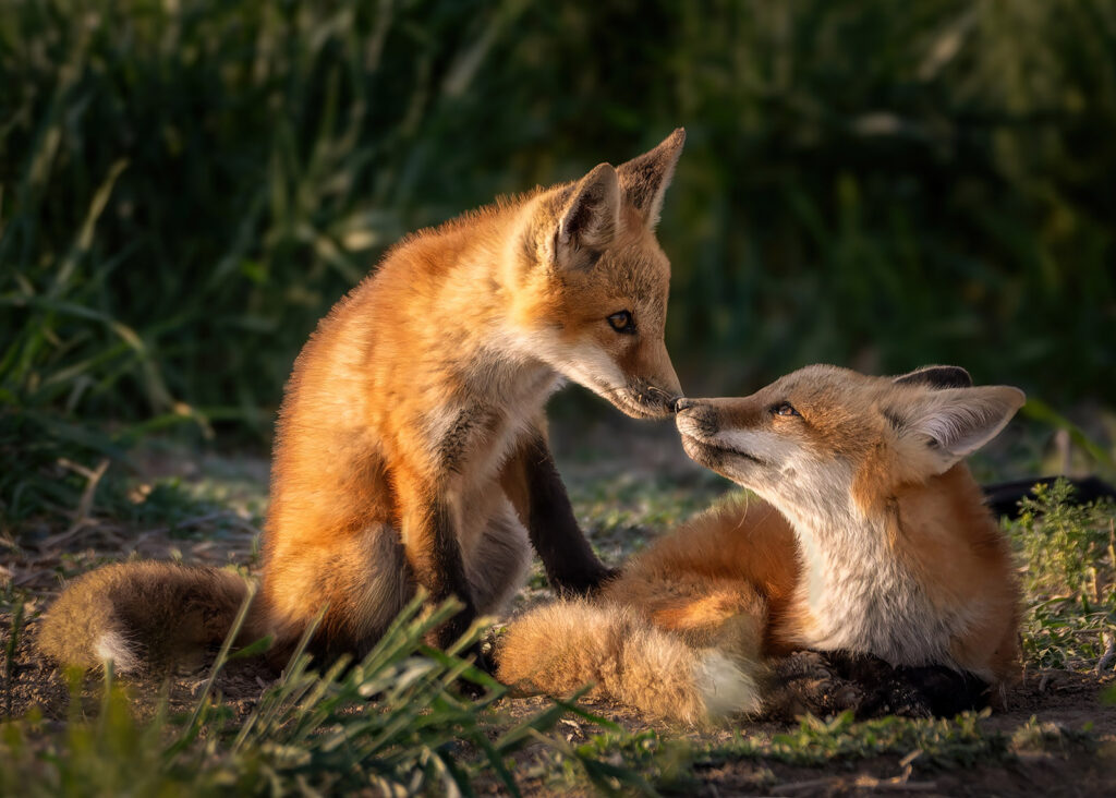 Fox Kits Sharing a Moment, Windsor, Colorado