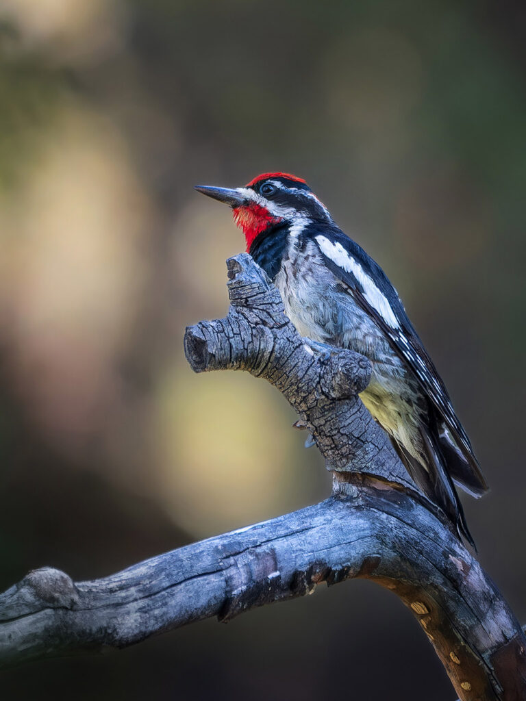 Red-naped Sapsucker, RMNP, Colorado