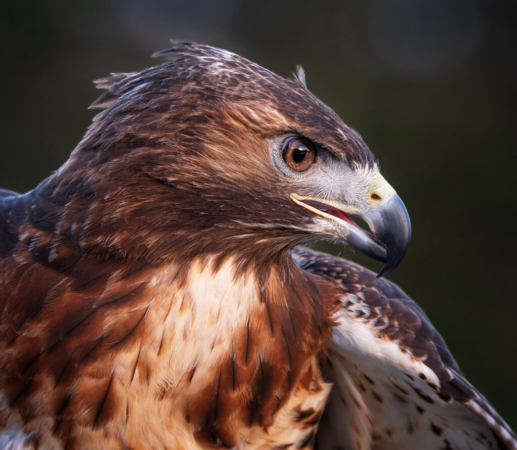 Red-tailed Hawk, St. Augustine, Florida (rehab/captive)