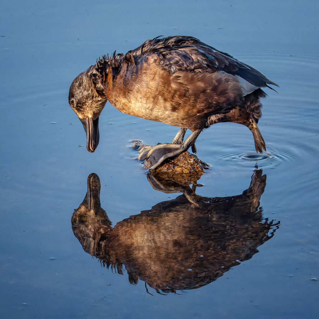 Female Ring-necked Duck, RMNP, Colorado