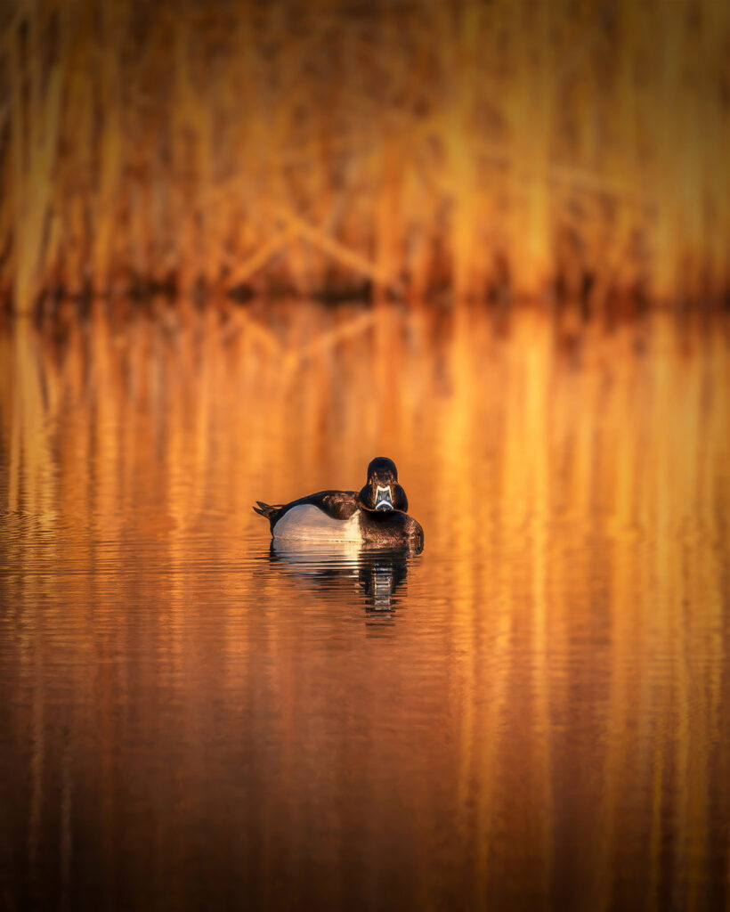 Ringnecked Duck at Sunrise, Fort Collins, Colorado