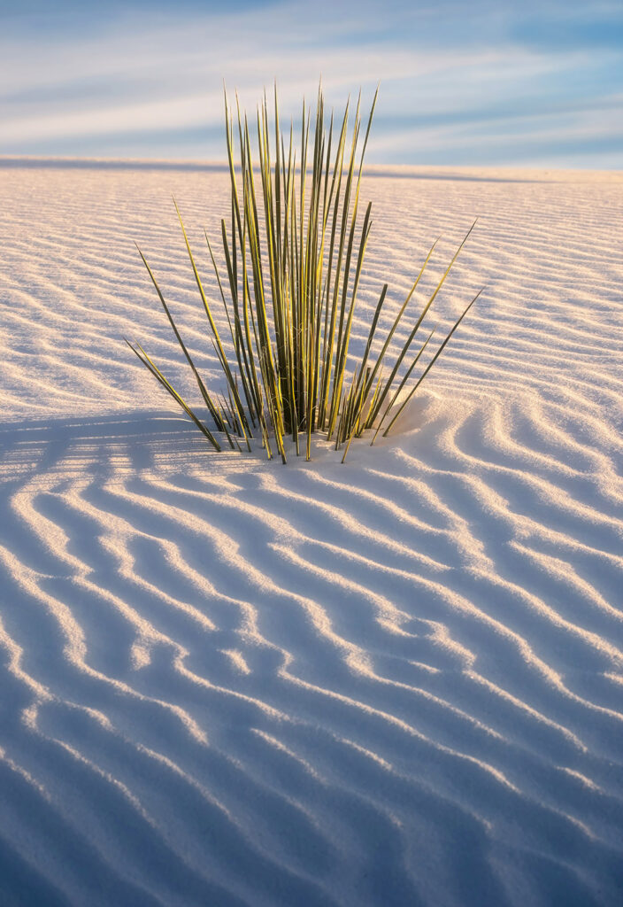 Yucca and Ripples, White Sands NP, New Mexico