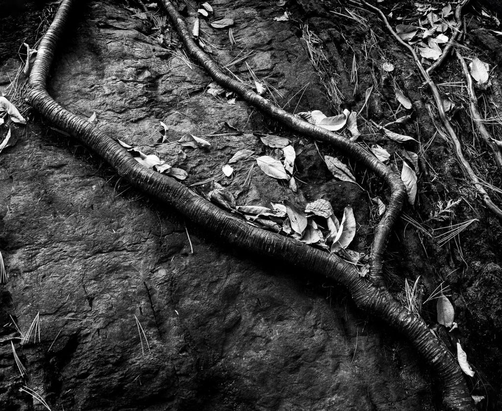 Roots on Boulder, Vermont