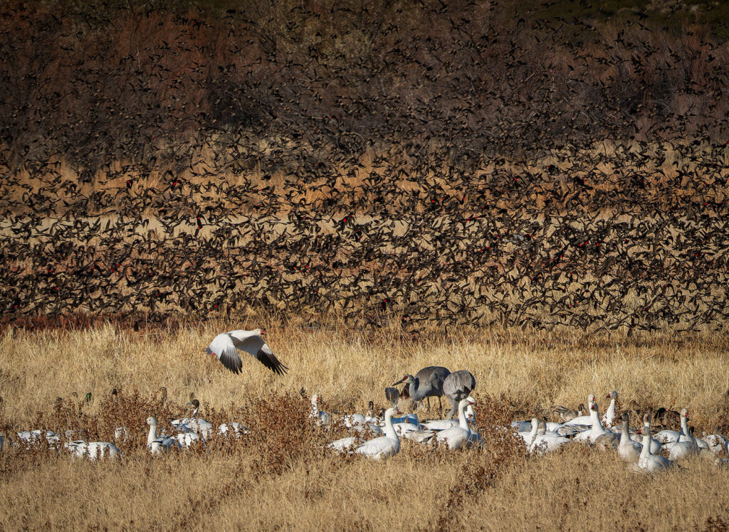 Murmurration of Blackbirds, Bosque del Apache, New Mexico
