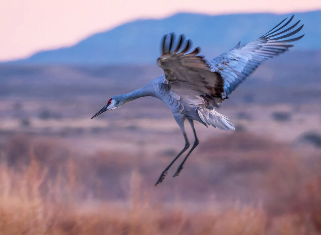 Soft Landing, Bernardo Wildlife Area, New Mexico