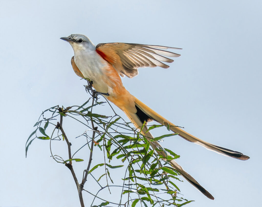Scissor-tailed Flycatcher, Rio Grande Valley, Texas
