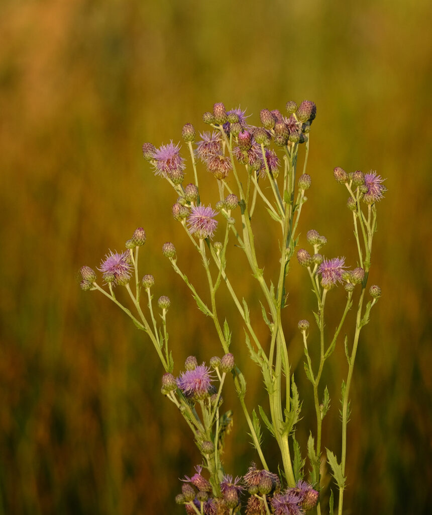 Sunlit Plant, Fort Collins, Colorado