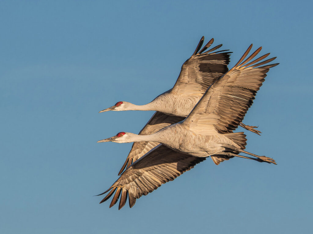 Tandem Sandhill Cranes, Bernardo Wildlife Area, New Mexico