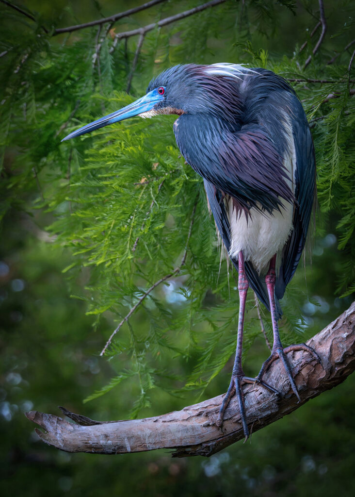 Tricolored Heron, St. Augustine, Florida