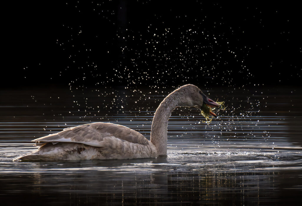 Trumpeter Swan, Fort Collins, Colorado
