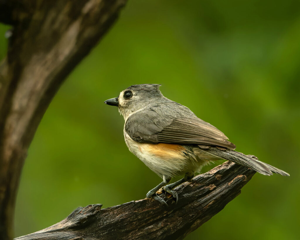 Tufted Titmouse, Toledo, Ohio