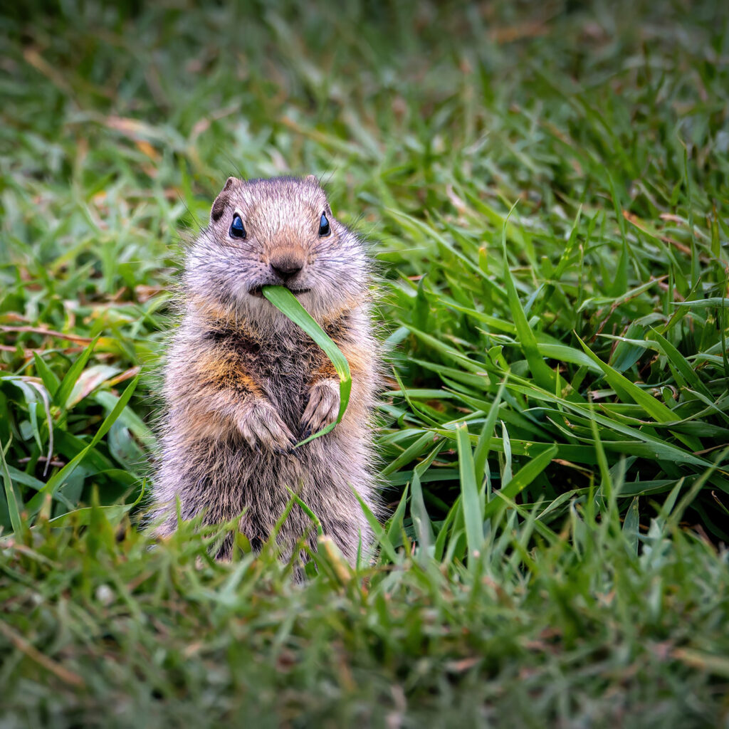 Uintah Ground Squirrel, Jackson Hole, Wyoming
