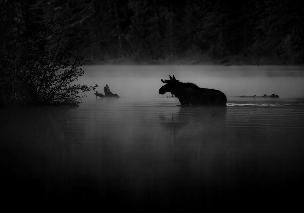 Wading Moose, Grand Teton NP, Wyoming