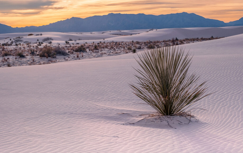 Yucca, White Sands NP, New Mexico