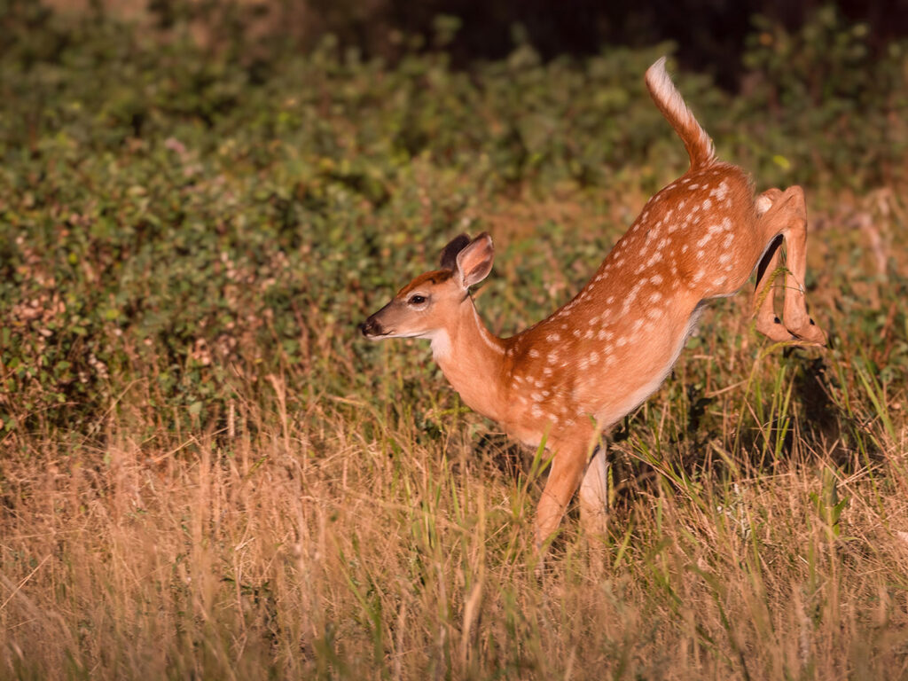 White-tailed Fawn, Rocky Mountain Arsenal NWR, Colorado