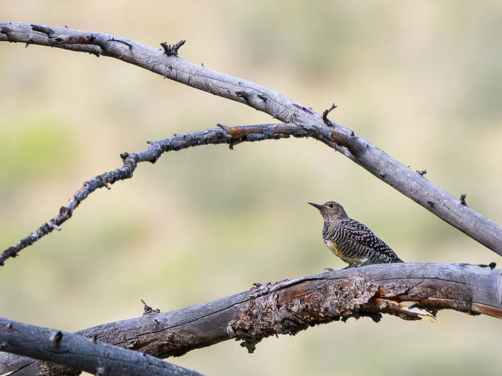 Williamson's Sapsucker, Poudre Canyon, Colorado