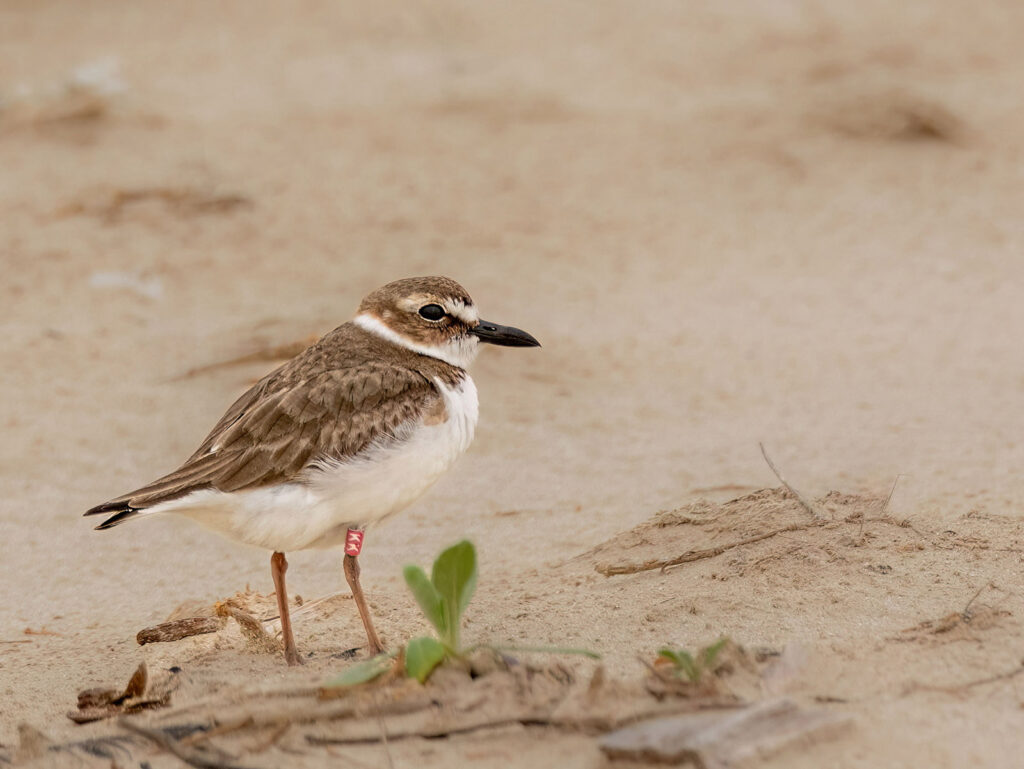 Wilson's Plover, Bolivar Peninsula, Texas