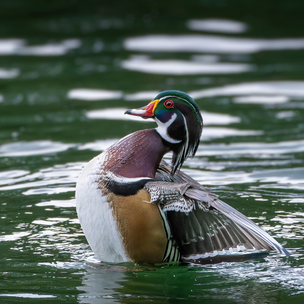 Wood Duck, Portland, Oregon