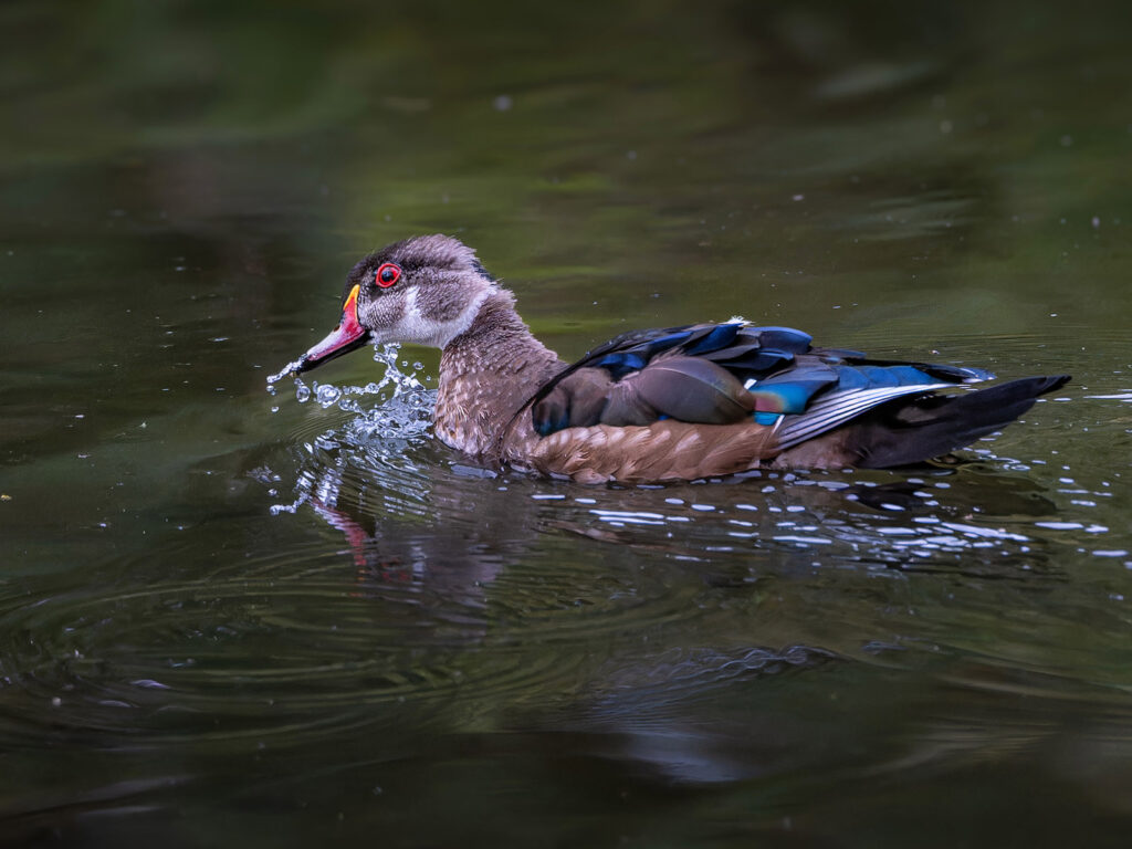 Juvenile Wood Duck, Portland, Oregon