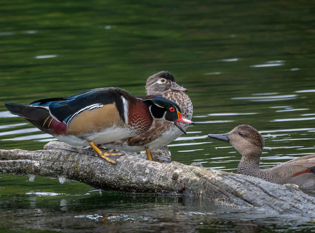 Duck Disagreement, Portland, Oregon