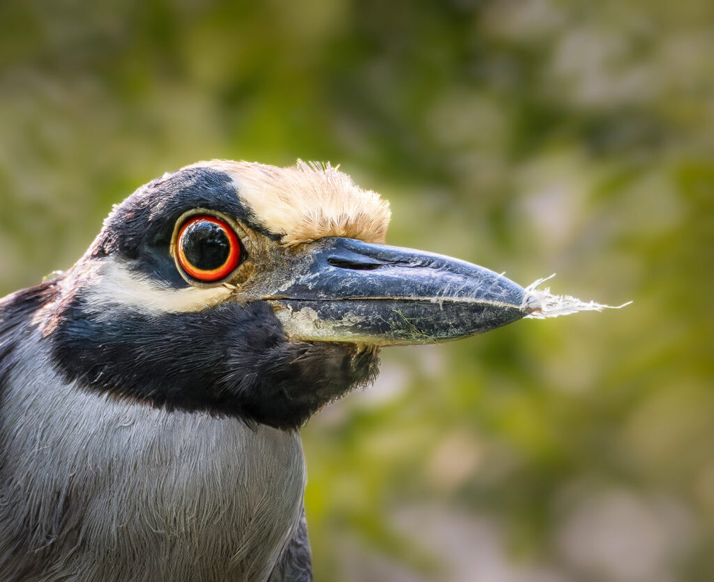 Yellow-crowned Night Heron, Edinburg, Texas