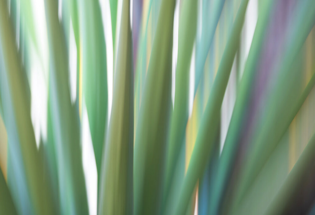 Yucca, Tucson, Arizona