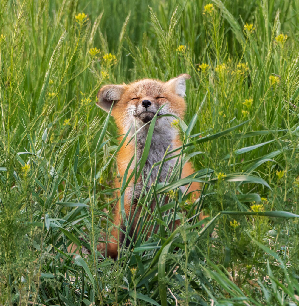 Zen Fox Kit, Windsor, Colorado
