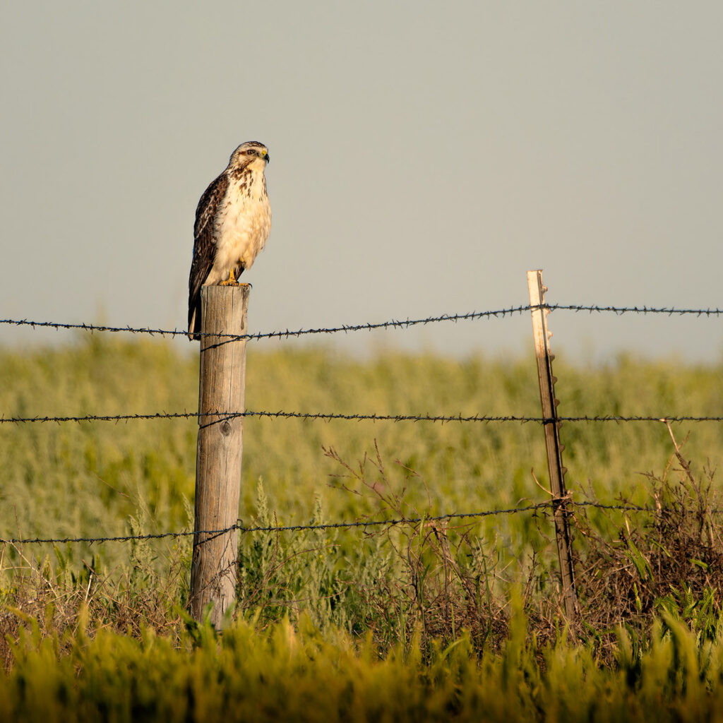 Swainson's Hawk, Pawnee Grasslands, Colorado