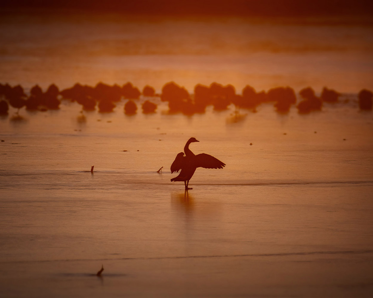Golden Goose