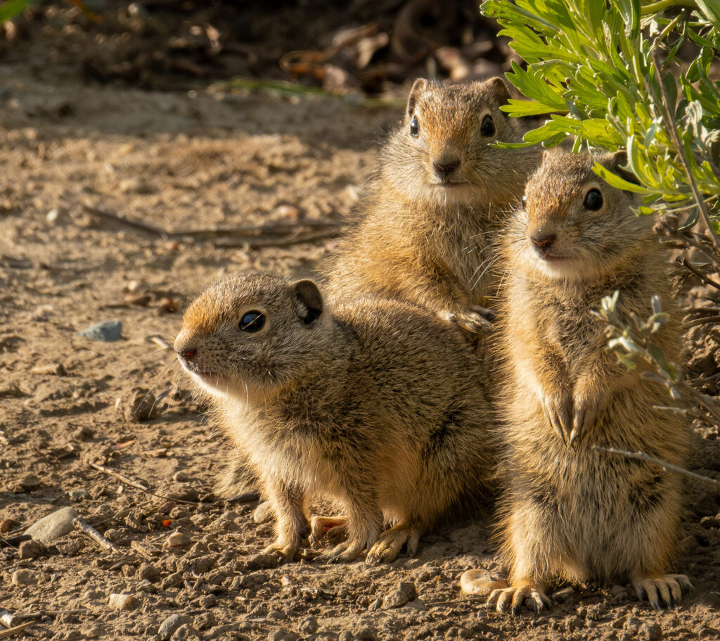 Uintah Ground Squirrel Trio, Jackson Hole, Wyoming