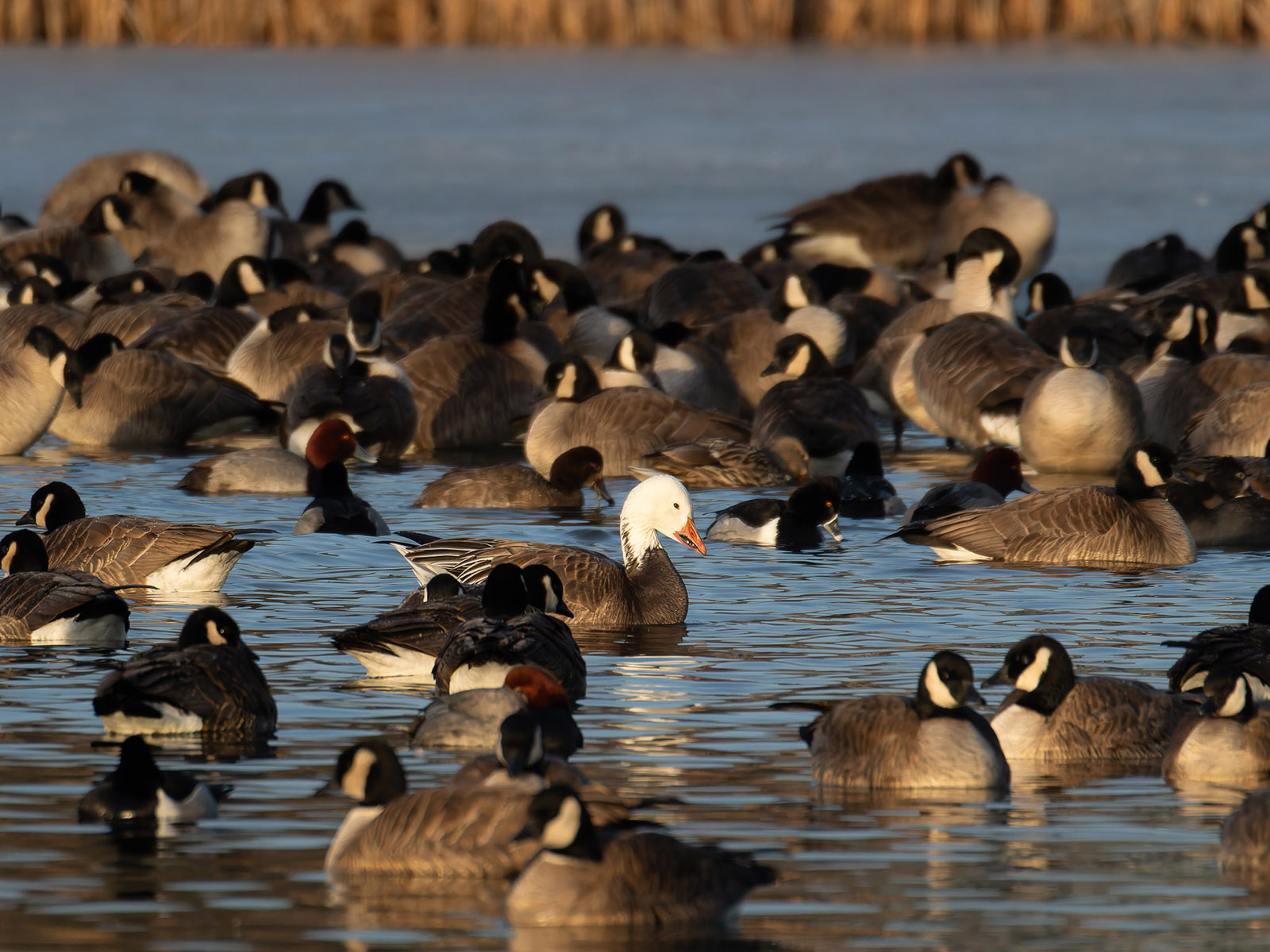 Dark morph snow goose