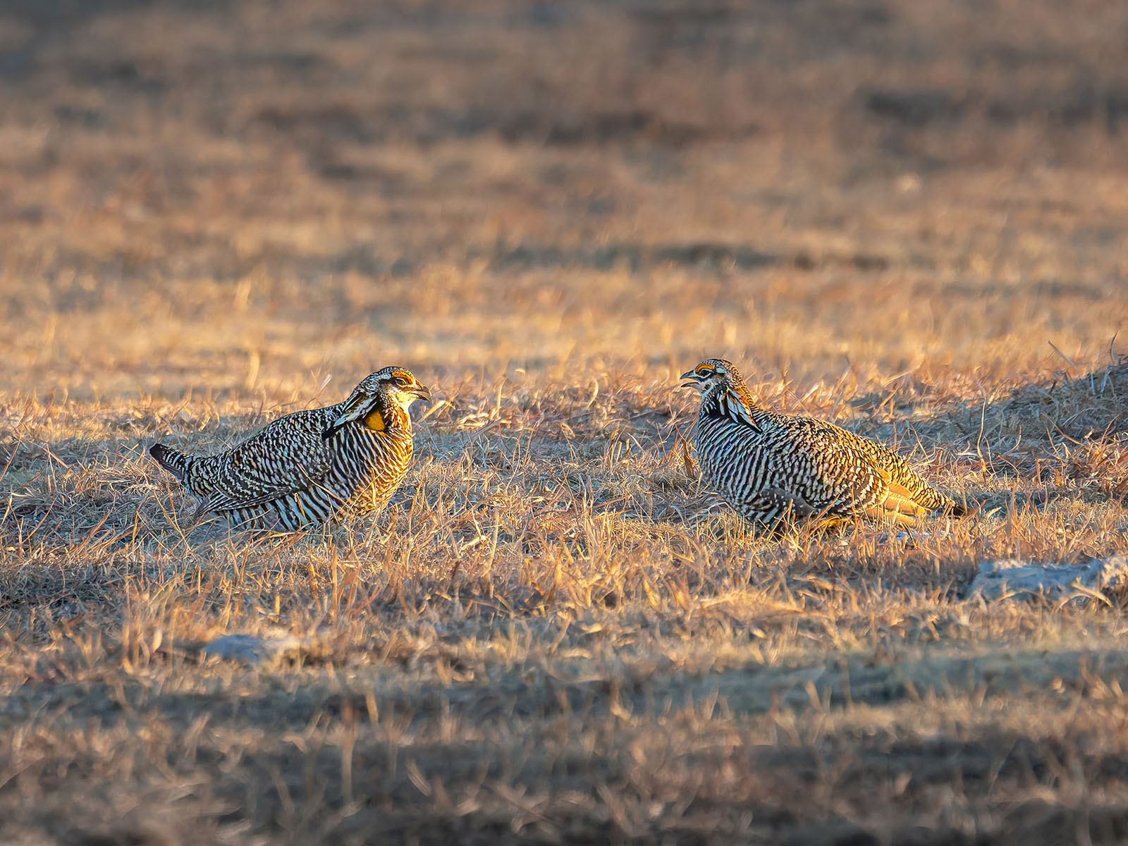 Two male greater prairie chickens