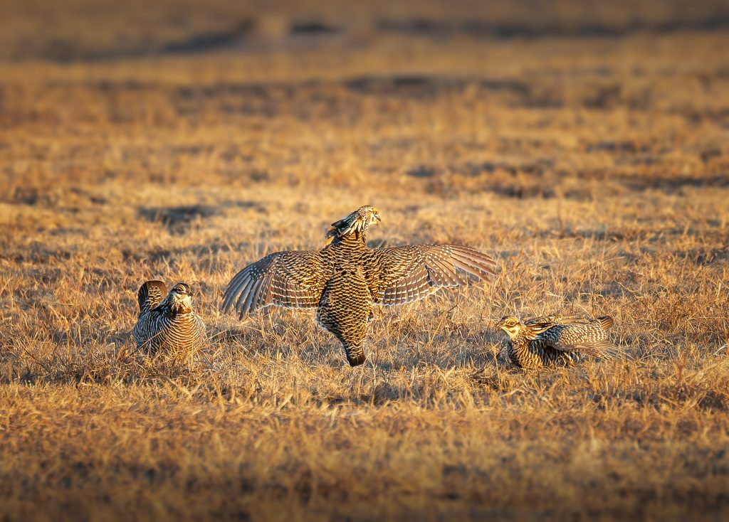 Male Greater Prairie Chicken Trio