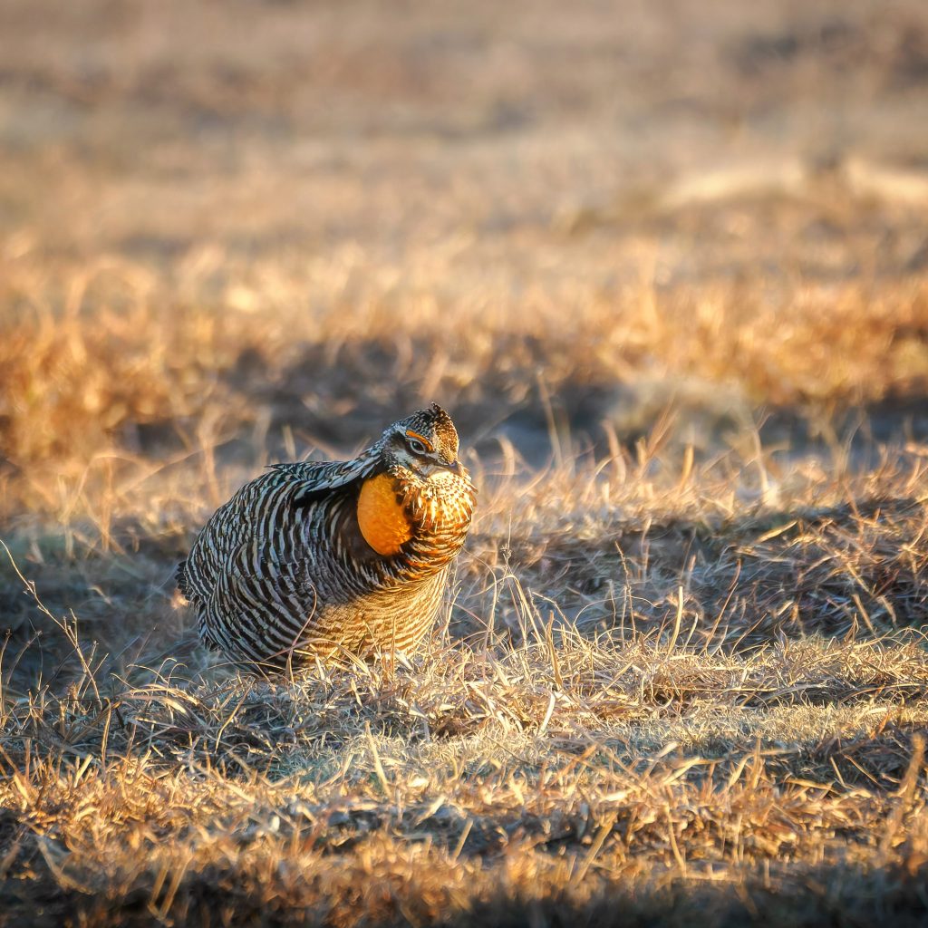 Male Greater Prairie Chicken at Sunrise