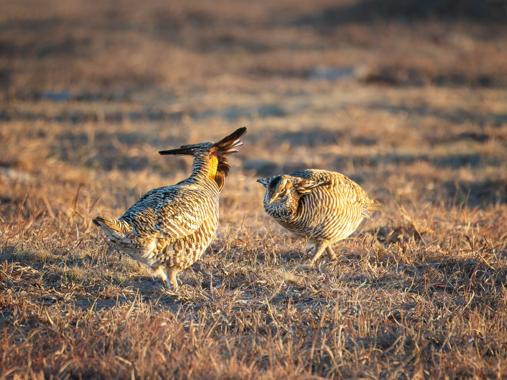 Male Greater Prairie Chickens