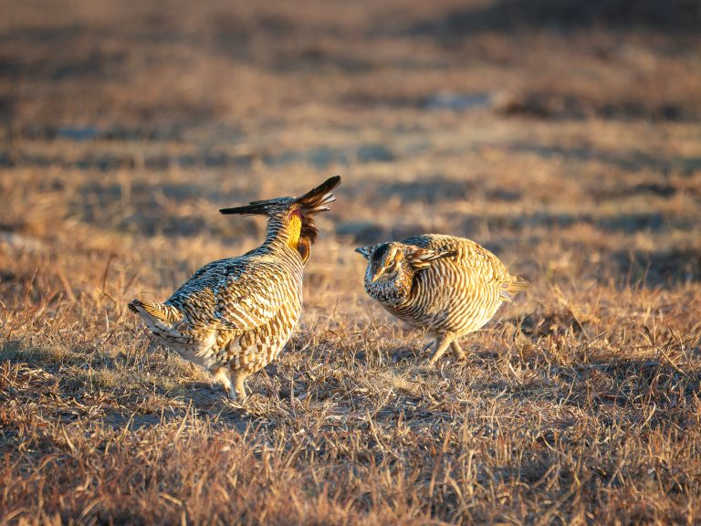 Male Greater Prairie Chickens