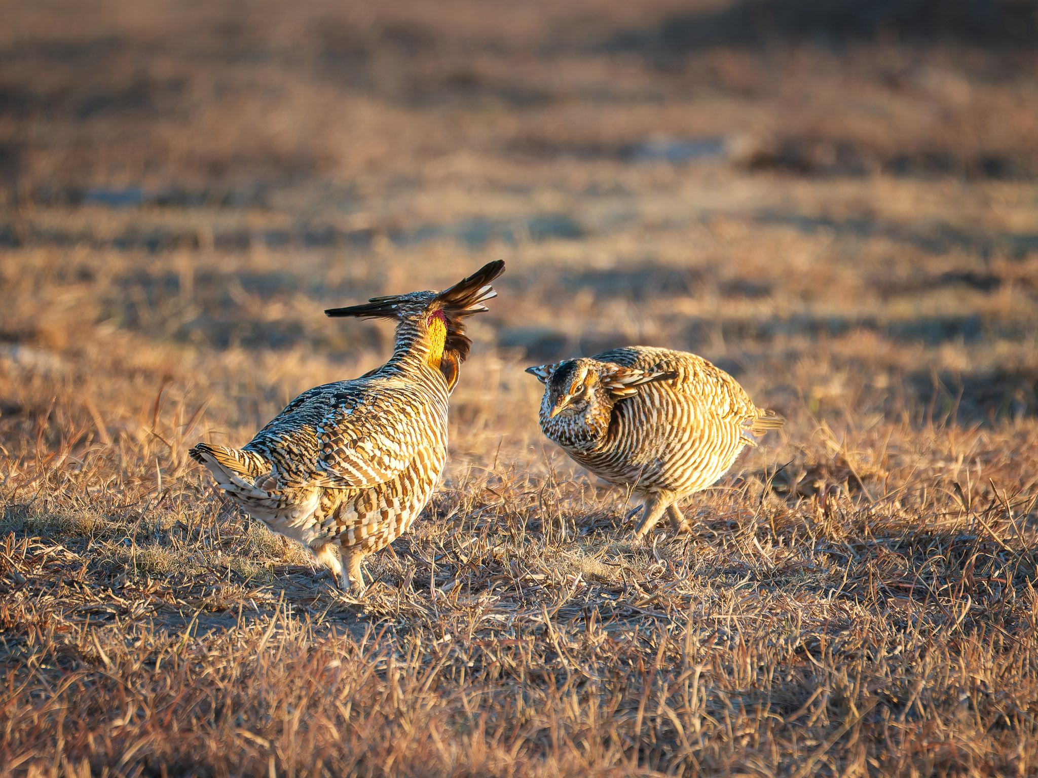 Male Greater Prairie Chickens