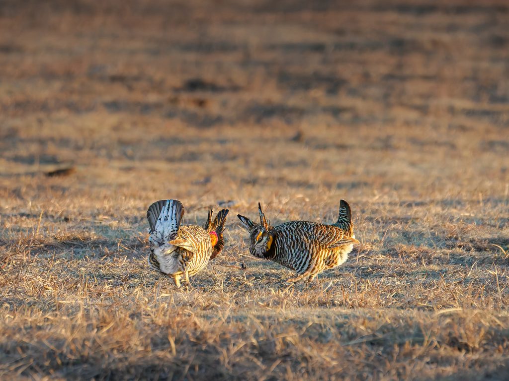 Male Greater Prairie Chickens Facing Off
