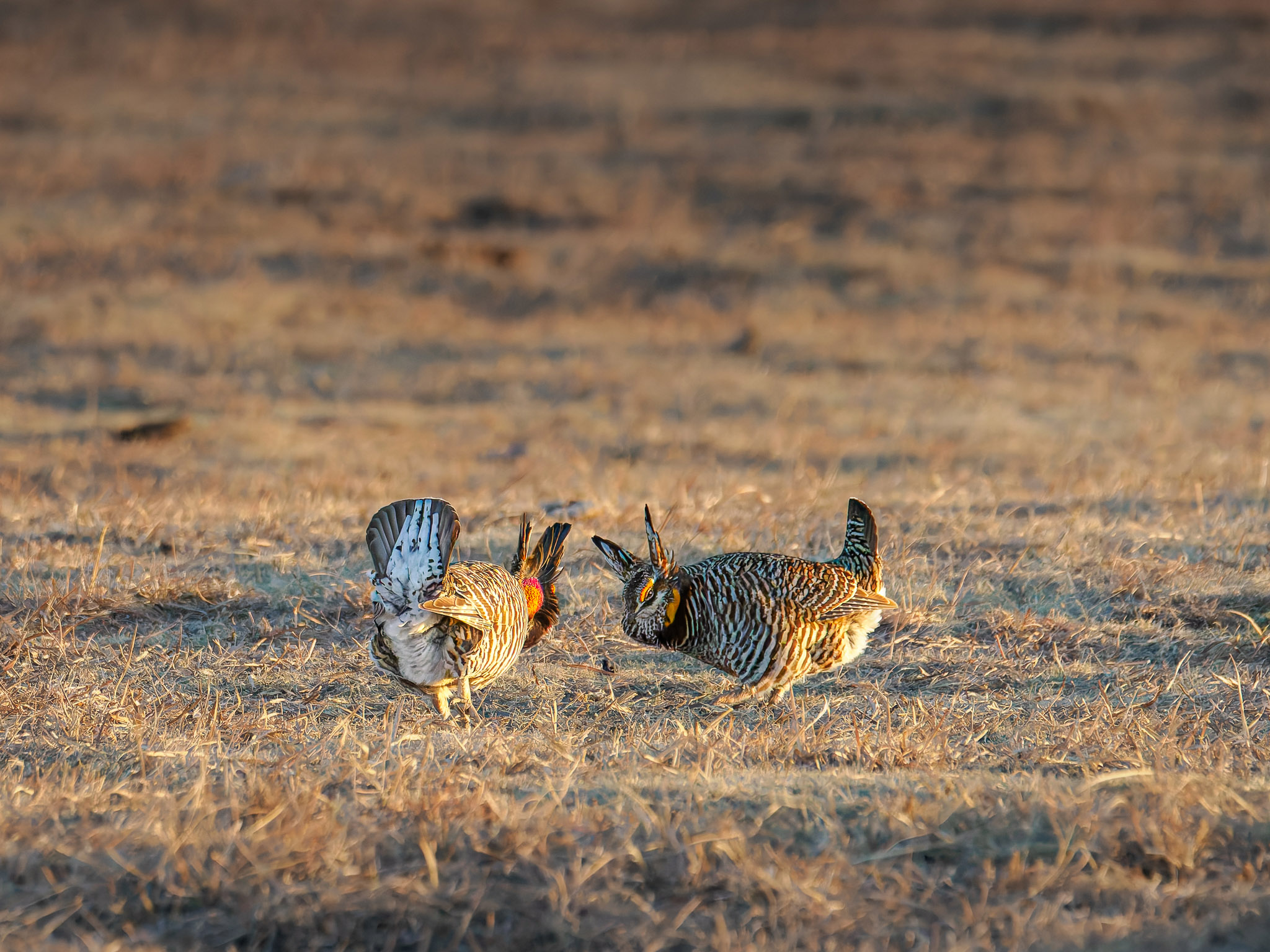 Male Greater Prairie Chickens Facing Off