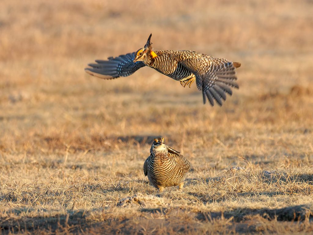Male Greater Prairie Chicken Takes Flight