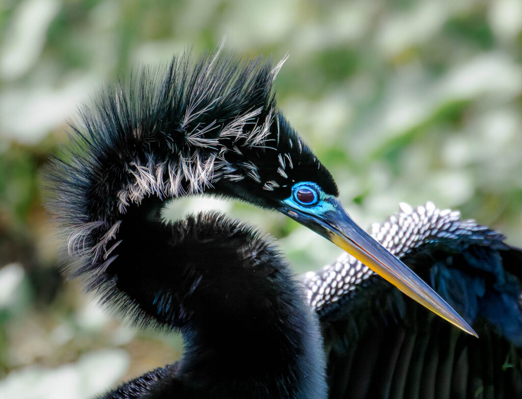 Anhinga