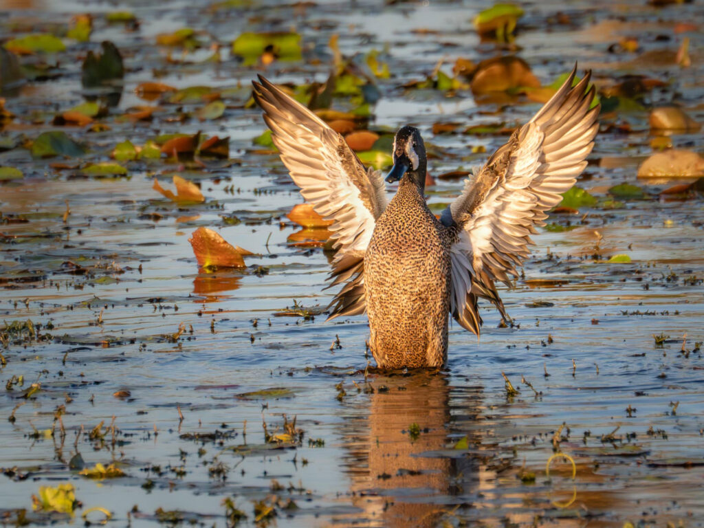 Blue-winged Teal