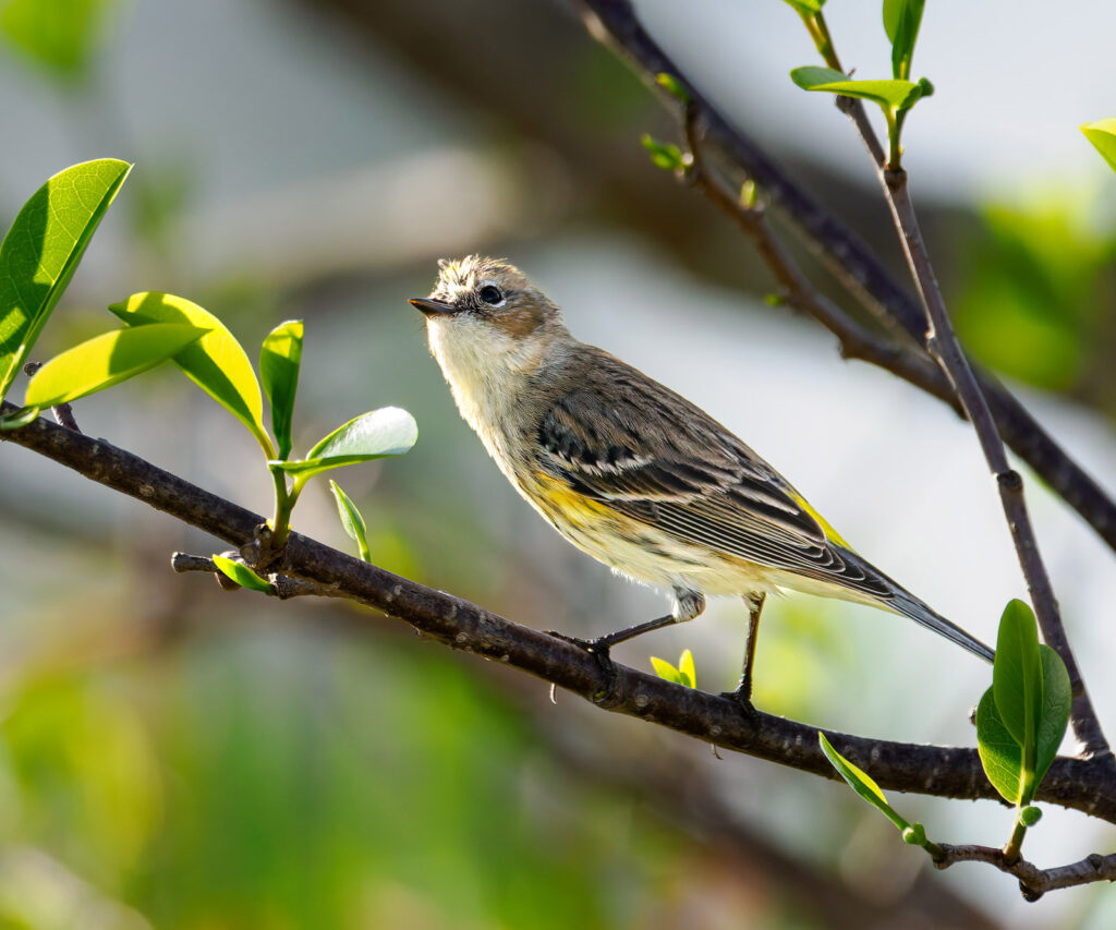 Yellow-rumped Warbler