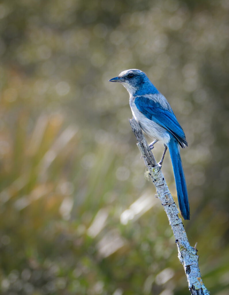 Florida Scrub Jay