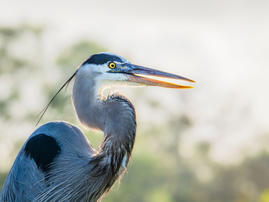 Great Blue Heron