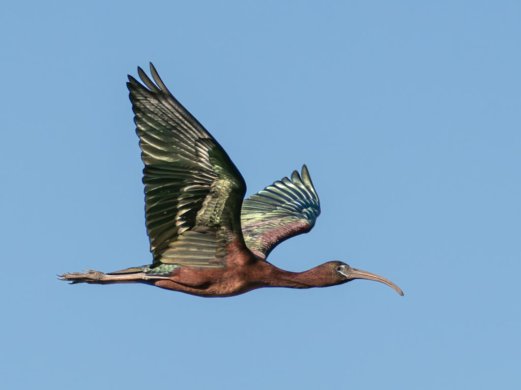 Glossy Ibis