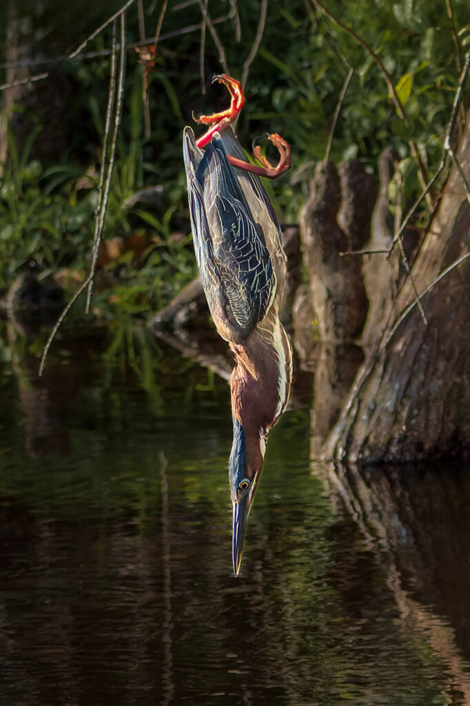 Green Heron