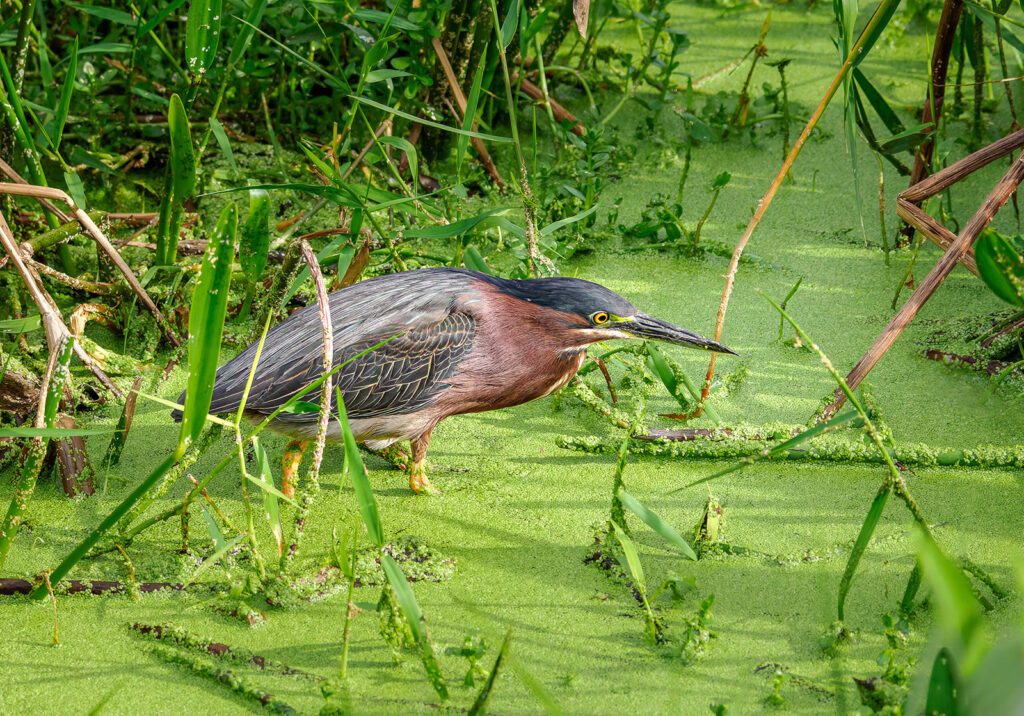 Green Heron