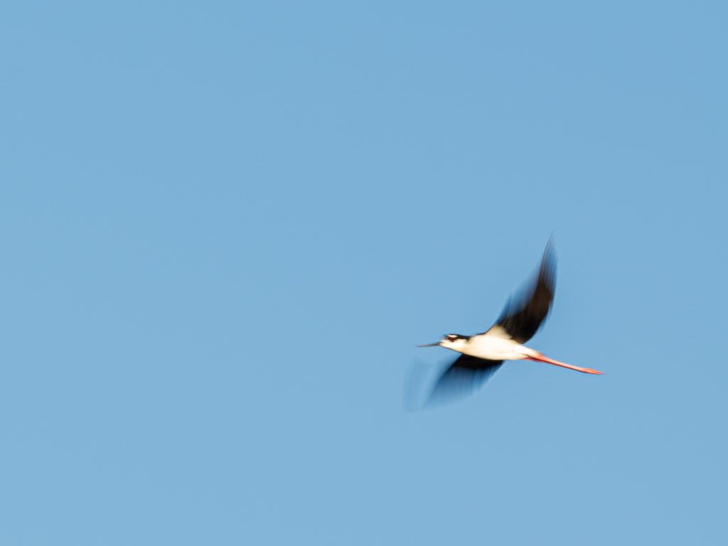 Black-necked Stilt